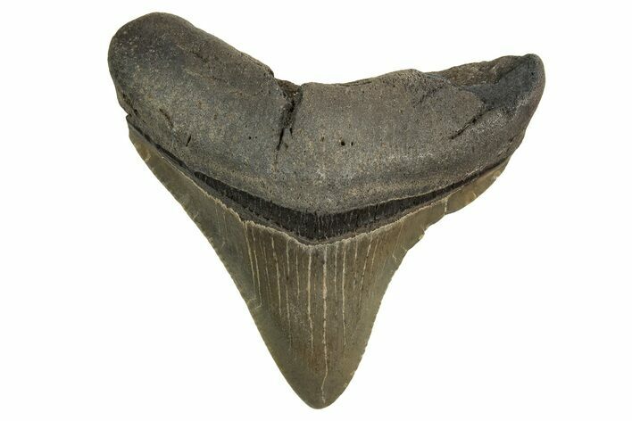 Posterior Juvenile Megalodon Tooth - Georgia #329837